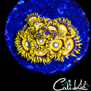 BULLS EYE ZOA MINI COLONY
