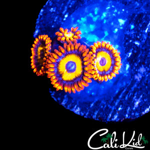 BBEB ZOA QUAD