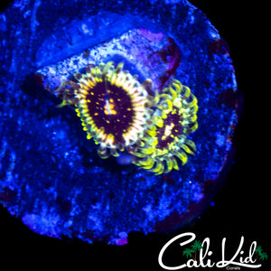 CK HELLRAZOR ZOA DOUBLE