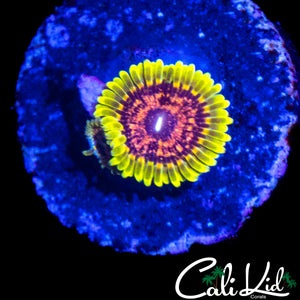 JAMBA JUICE ZOA DOUBLE