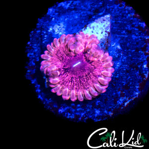 CK PINK SHATTER ZOA