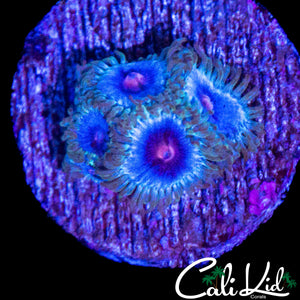 MIAMI VICE TYPE ZOA QUAD