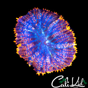FLAME RIM RHODACTIS