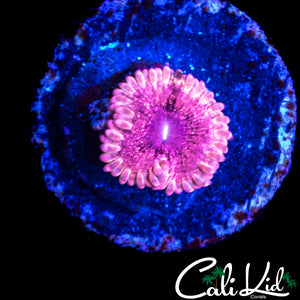 CK PINK SHATTER ZOA