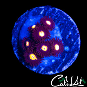 MYSTERY ZOA MINI COLONY