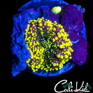 PURPLE / YELLOW BUBBLE YUMA