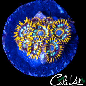 MURDER HORNETS ZOA MINI COLONY