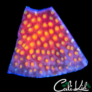 RAINBOW RIM CYPHASTREA