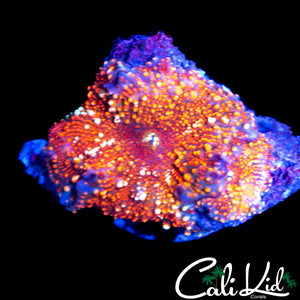 WHITE SPOTTED RED DEVIL SHROOM DOUBLE