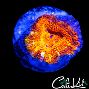 MYSTERY RAINBOW ACAN LORD