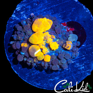 CK XL MAJESTIC BOUNCE MUSHROOM