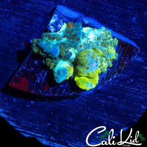 CK CIRCUS BOUNCE MUSHROOM (BIG BUBBLES)