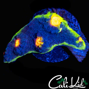 RAINBOW EYE CHALICE FRAG