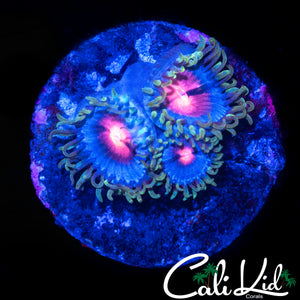 MIAMI VICE TYPE ZOA TRIPLE