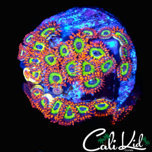 FRUIT LOOPS ZOA COLONY