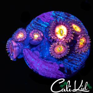 CHONG BONG ZOA MINI COLONY