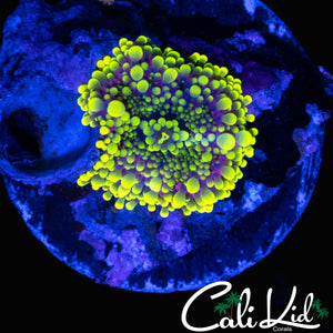 PURPLE / YELLOE BUBBLE YUMA