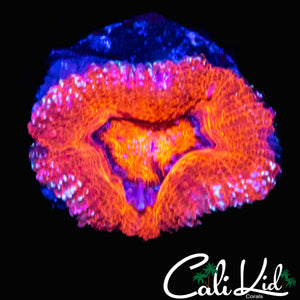 FROSTED RAINBOW ACAN LORD