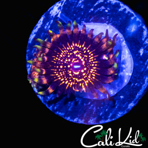 CK WEST COAST WIZARD ZOA