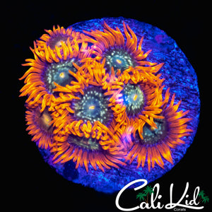 CK HATERADE ZOA MINI COLONY