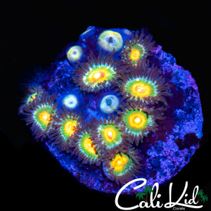 ASSORTED ZOA COLONY