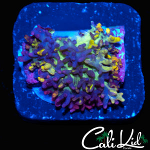 CB MAGIC CARPET MUSHROOM
