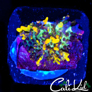 CB MAGIC CARPET MUSHROOM