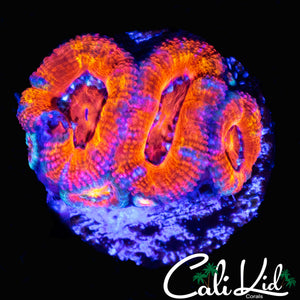 ULTRA ACAN TRIPLE W/ BABIES