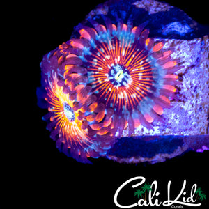 CB WHITE ZOMBIE ZOA DOUBLE
