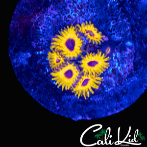 GREAT OWL ZOA MINI COLONY