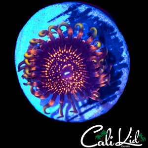 CK WEST COAST WIZARD ZOA