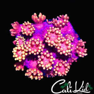 RARE FLOWER PETAL GONI