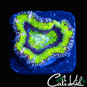 SPECKLED RIM ACAN LORD