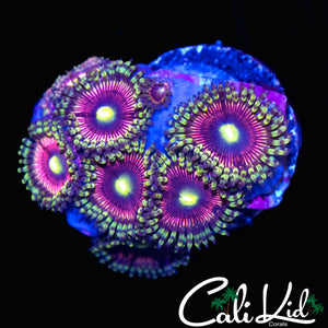 YELLOW EYE ULTRA PALY MINI COLONY