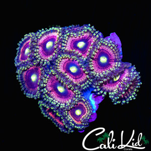 YELLOW EYE ULTRA PALY MINI COLONY