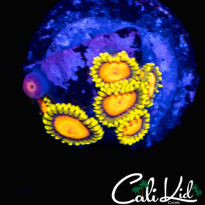 CK BLAZIN CAJUN ZOA MINI COLONY