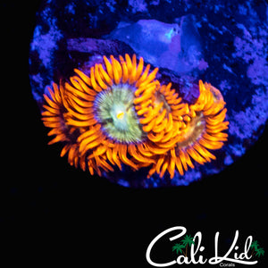 CK HATERADE ZOA MINI QUAD