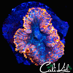 LARGE RAINBOW RHODACTIS
