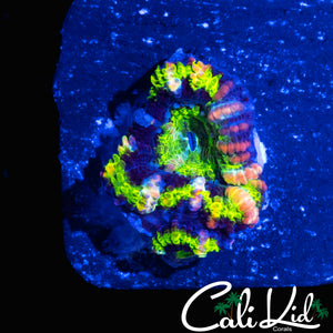 MYSTERY ACAN DOUBLE