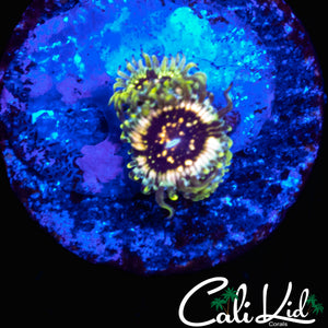 CK HELLRAZON ZOA TRIPLE