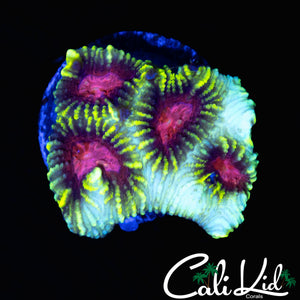 PINK HONEY COMB FAVIA