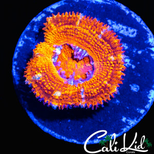 ULTRA PATTERN ACAN LORD