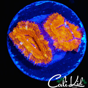 ULTRA PATTERN ACAN LORD DOUBLE