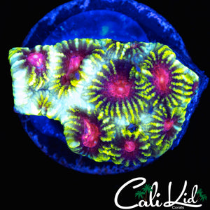 PINK HONEY COMB FAVIA