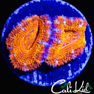 ULTRA RAINBOW ACAN DOUBLE