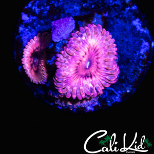 CK PINK SHATTER ZOA TRIPLE