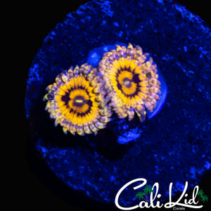 STRATOCASTER ZOA TYPE DOUBLE
