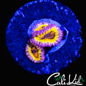 CHIQUITA ZOA TRIPLE