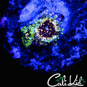 CK HELLRAZON ZOA DOUBLE