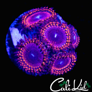 RAINBOW SKIRT PALY MINI COLONY